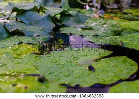 aquatic plants in a pond