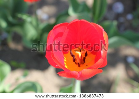 red blooming tulips in a flowerbed outdoors, picture