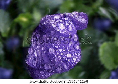 A picture of a flower on a rainy day. 