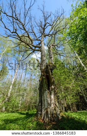 large oak tree in spring green forest sunny day