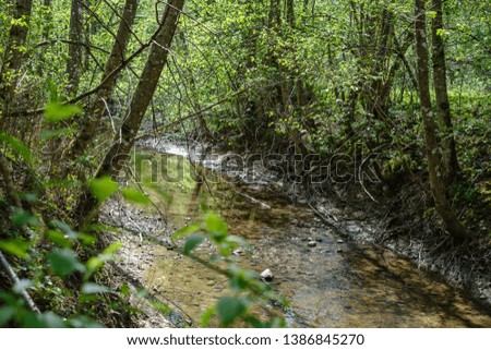 rock covered river bed in forest with low water level and tree roots on the ground. shores of sandstone and rocks