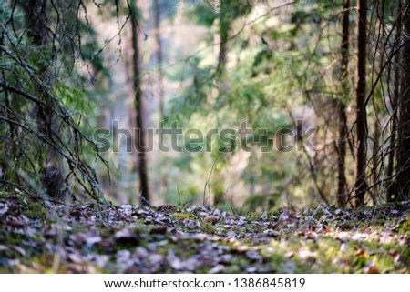 fresh green forest trees in spring, sunny day with beautiful colors in foliage