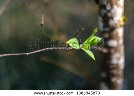 young fresh green birch tree leaves in spring on sunny day blur background texture