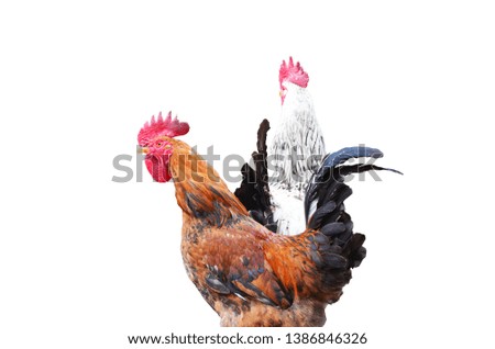 Close-up two cocks isolated on white background,farm photo
