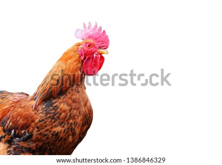 Close-up cock isolated on white background,farm photo
