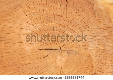 The texture of freshly cut wood. Annual rings and cracks in the old tree. Horizontal seamless wooden background. Texture in high resolution. Color image.