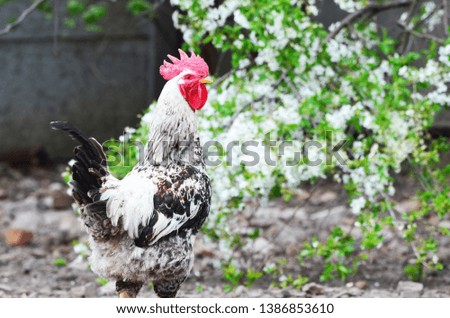 Domestic cock , farm photo,countryside