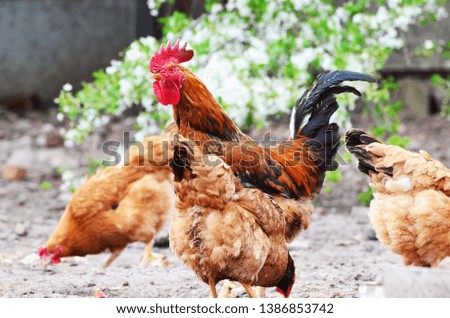 Domestic cock with hens ,farm photo,countryside