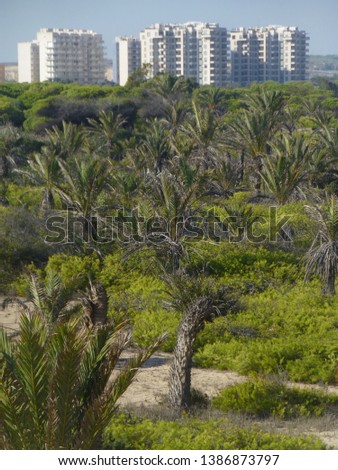 Guardamar del Segura, coastal village with palm tree park in Alicante,Spain