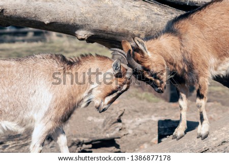 Two wild goats fight with intertwined horns. - Horizontal picture