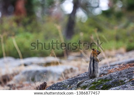 Ground Squirrel Eating a Nut in the Forest
