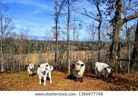English White Cows in Autumn on a Hillside