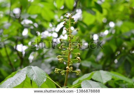 branch with unblown flowers among green foliage