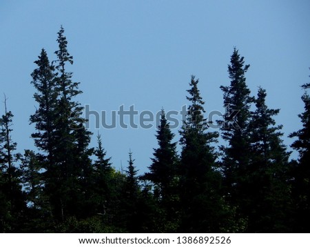 Border silhouette of forest tree top line
