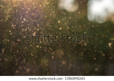 Dust, pollen and small particles fly through the air in the sunshine. Royalty-Free Stock Photo #1386898265
