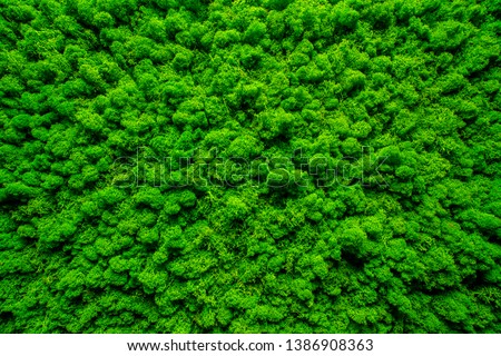 Close-up surface of the wall covered with green moss. Modern eco friendly decor made of colored stabilized moss. Natural background for design and text. Looks like a forest from a bird's eye view