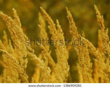 Evening picture of high grass field