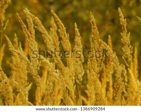 Evening picture of high grass field