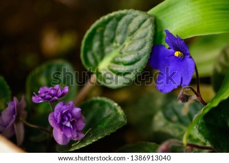 Beautiful viola flowers on blur background