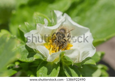 Honey bee collect nectar from Beautiful white strawberry flower in the garden. The first crop of strawberries in the early summer. Natural background. Copy space