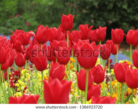 The Fantastic Red Tulips Mixed with colors