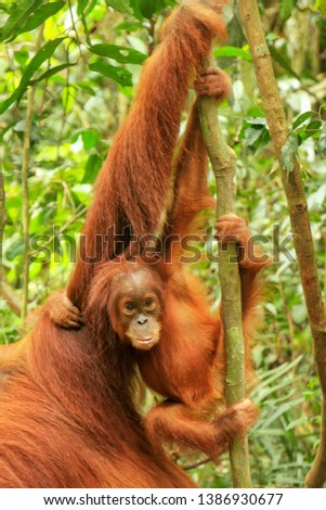 Baby Sumatran orangutan next to its mother n Gunung Leuser National Park, Sumatra, Indonesia. Sumatran orangutan is endemic to the north of Sumatra and is critically endangered.