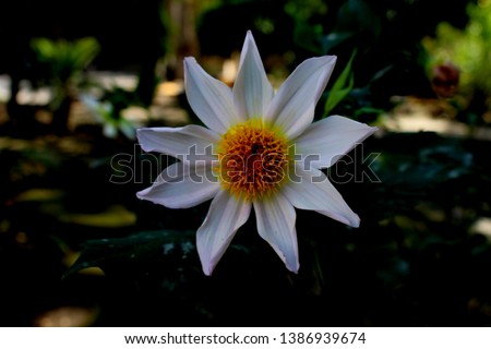 beautiful 9 petal dahlia white flower with yellow pollen and butterfly is on flower along with bee extracting flower juice, mid shot, right shot, center shot, Royalty-Free Stock Photo #1386939674