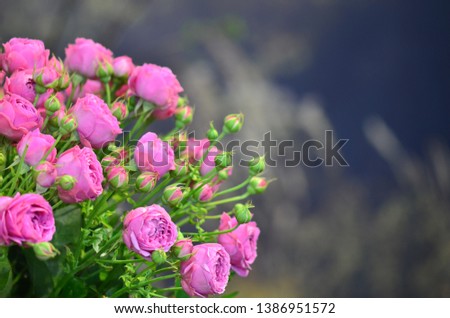 Pink roses bouquet detail in the natural background. Horizontal photo, place for a text, logo.