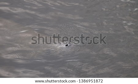 Manatee nose sticking out of the water