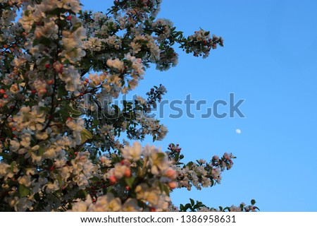 blossom tree with pretty flowers 