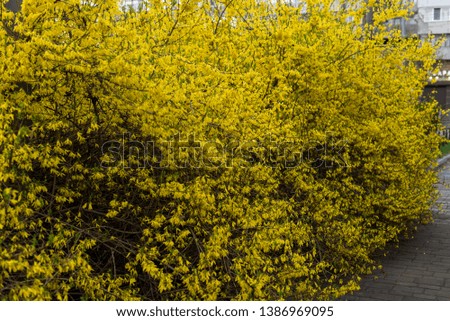 Blooming forsythia flowers, spring flowers, close up of golden forsythia flowers Royalty-Free Stock Photo #1386969095