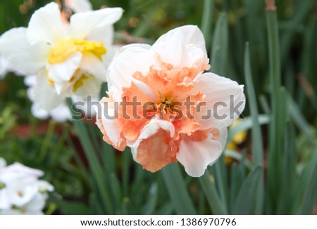 Classic narcissus plant with  
double yellow-orange flowers,  'Replete Improved' variety with double pink blooms