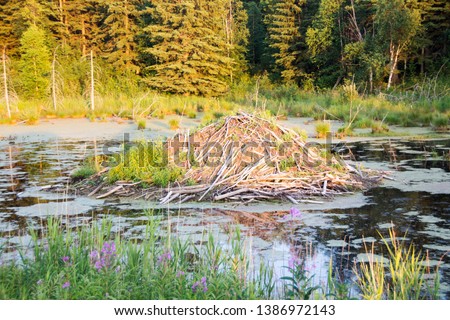 picture of a beaver dam in Elk Island National Park, Alberta, Canada.