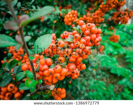Close-up orange hackberries with nature background. December 16, 2018. Royalty-Free Stock Photo #1386972779