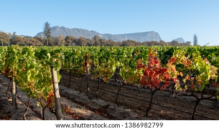 Photo of vineyards at Groot Constantia vineyard, Cape Town, South Africa, taken on a clear early morning, with mountains in the background.  Royalty-Free Stock Photo #1386982799