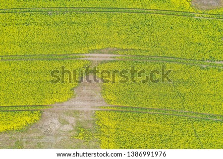 Aerial perspective view on yellow field of blooming rapeseed touched by infection causing loss in crops.