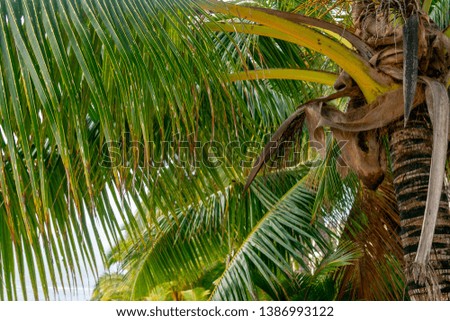 Exotic picture of a coconut palm tree