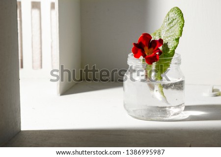A small red flower "Tropaeolum" and a green leaf in a transparent jar with water. Close-up. White background.