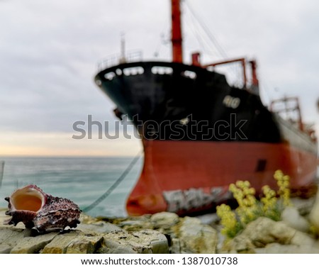 Seashell on the background of the ship "Rio" , stranded in the Black sea in Kabardinka