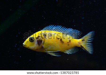 a close up of a yellow and black African cichlid fish