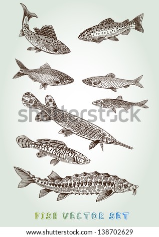 fish vector set