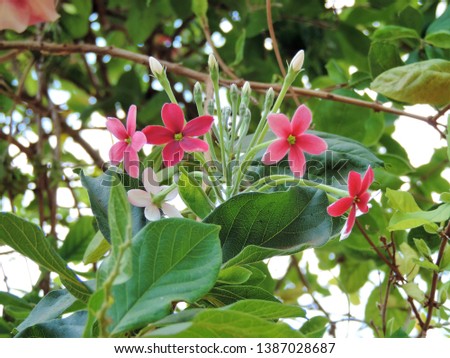 Thai small pink flowers blossom, Quisqualis Indica flower plant , Chinese honeysuckle, Rangoon Creeper or Combretum indicum, shallow focus