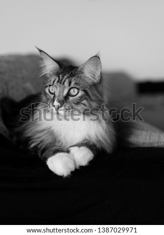 portrait of main coon cat