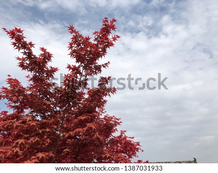 Elegant Red Japanese maple on blue sky background.