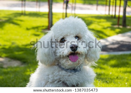 white poodle looking at the camera and sticking out his tongue Royalty-Free Stock Photo #1387035473