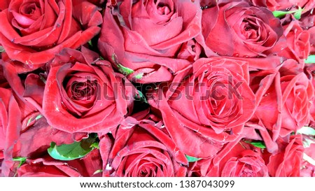 Colorful and beautiful bunch of roses. Bunch of red and pink roses.
