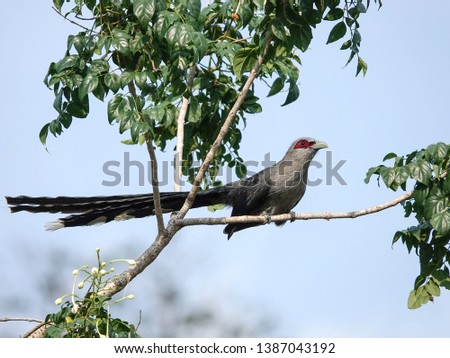 Long tailed bird sitting on branh. Green-billed malkoha (Phaenicophaeus tristis) is a species of non-parasitic cuckoo found through Indian Subcontinent and Southeast Asia                              