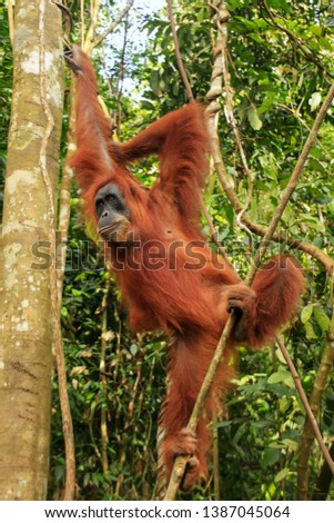 Female Sumatran orangutan (Pongo abelii) hanging in the trees, Gunung Leuser National Park, Sumatra, Indonesia. Sumatran orangutan is endemic to the north of Sumatra and is critically endangered.