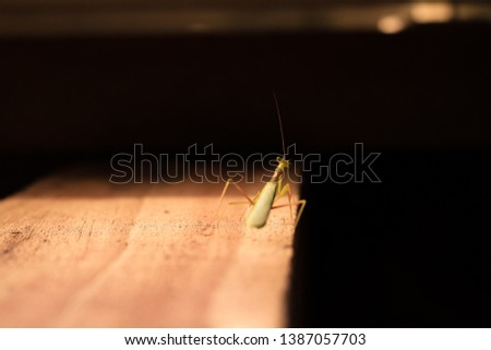 A New Zealand praying mantis. 
