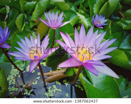 Beautiful purple lotus flowers with green leaves in pond